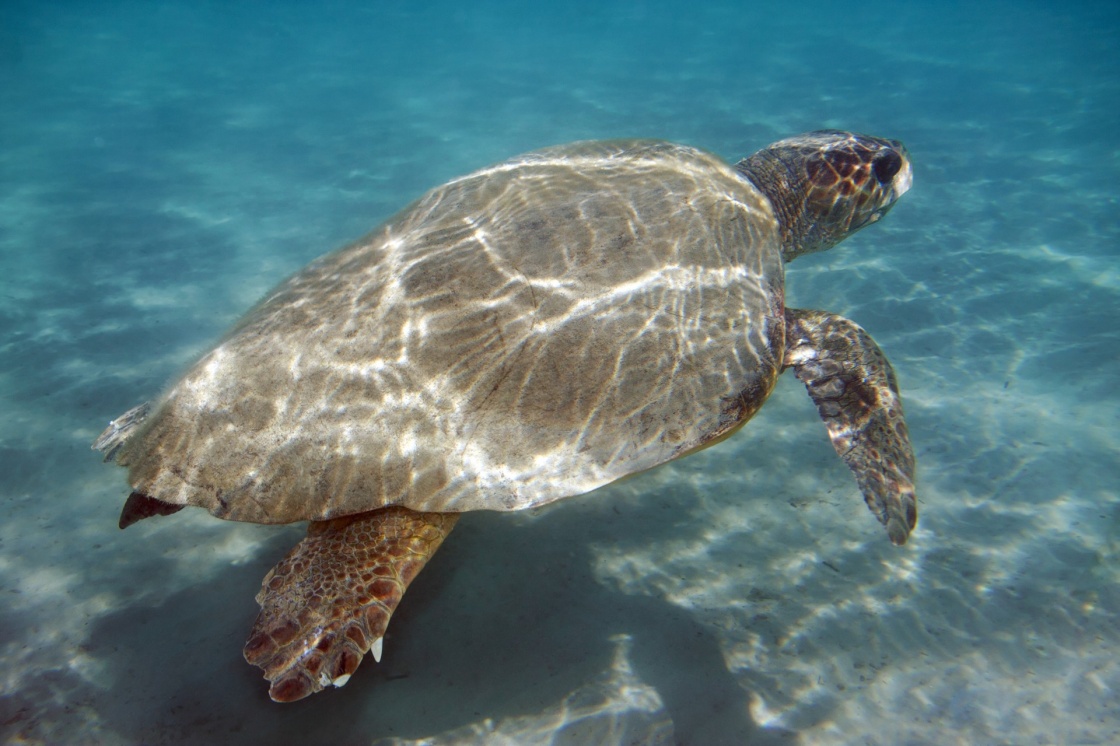 'Underwater shot of Loggerhead sea turtle (Caretta caretta) swimming, Zakynthos island, Greece.' - Ζάκυνθος